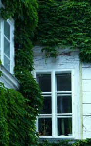 window